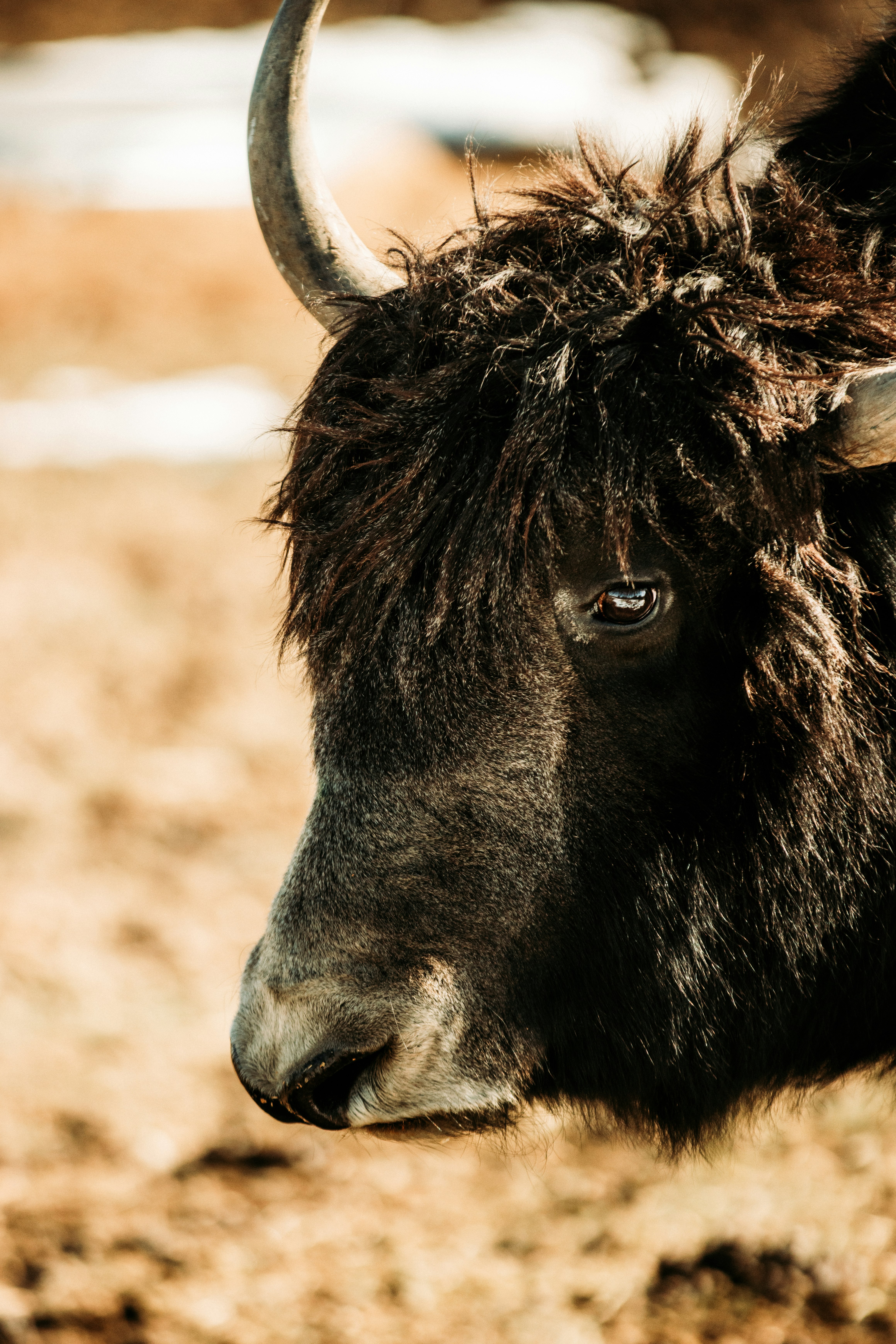 black cow on brown sand during daytime